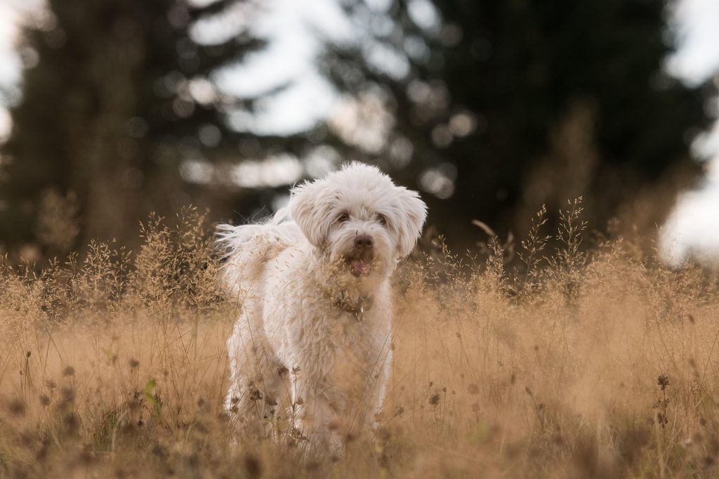 dog, pet, canine, animal, fur, snout, mammal, dog portrait, animal world, outdoors, nature, dog, dog, dog, dog, dog