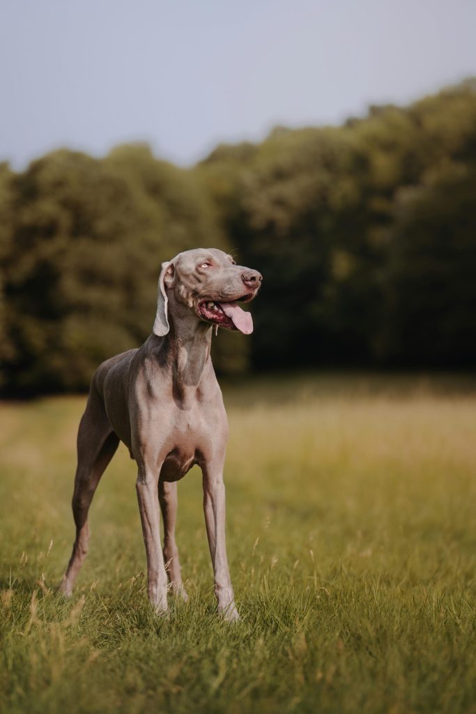 Weimaraner dog posing gracefully in a grassy field during daylight.