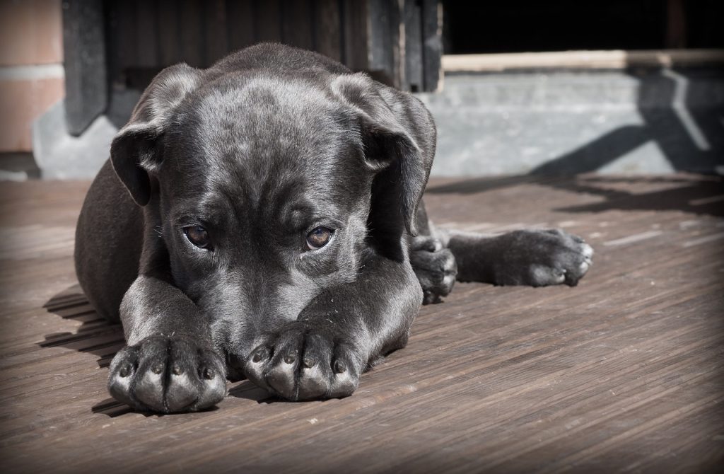 dog, puppy, pet, black dog, animal, pup, young dog, domestic dog, canine, mammal, nature, cute, adorable, portrait, dog portrait