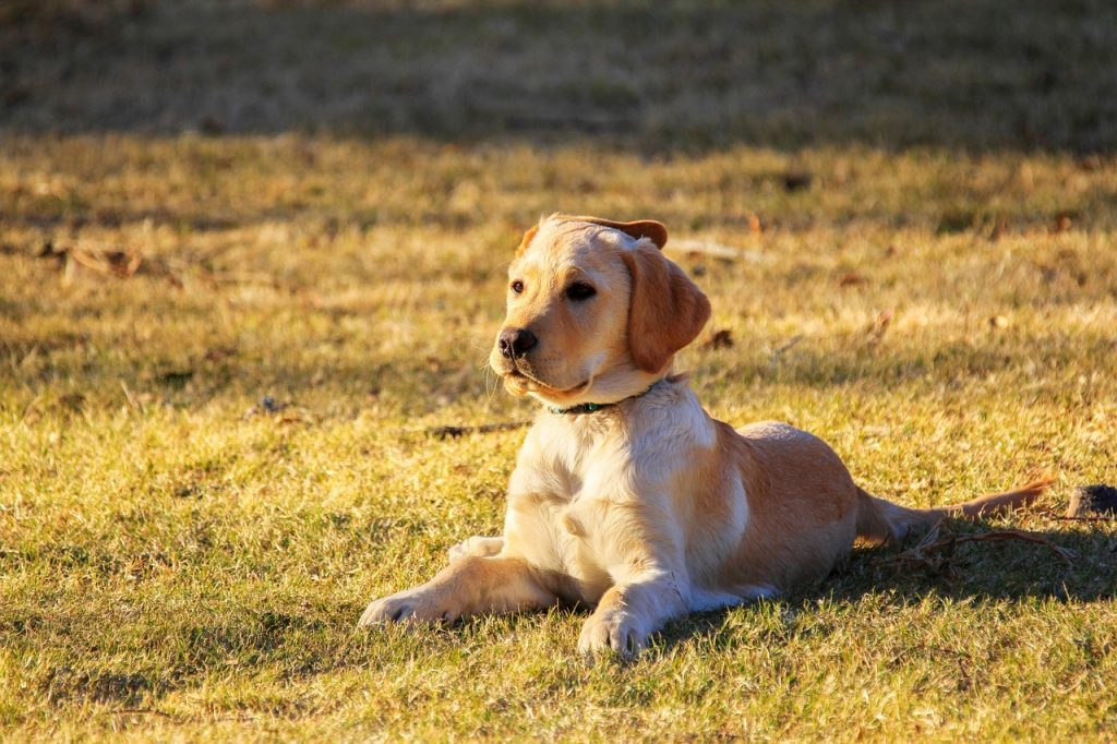 dog, puppy, pet, golden retriever, doggy, animal, nature, pup, young dog, domestic dog, canine, mammal, cute, adorable, outdoors, park, portrait