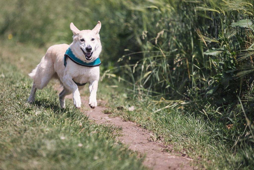 dog, run, nature, fun, animal, domestic animal, to play, running, pet, to hunt, great, enjoyment of life, fur, fast continuously, dog run, sprint, rude, mixed breed dog