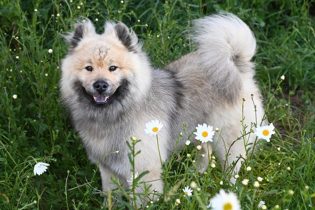 dog, nature, pet, eurasier dog, eurasier stallion, companion, german eurasier breed, canine, animal, eurasier olaf