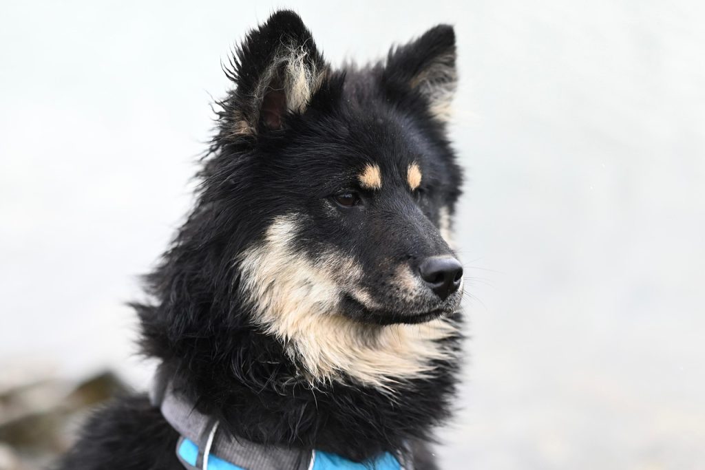 dog, animal, nature, mammal, portrait, pet, ûmïe eurasier dog