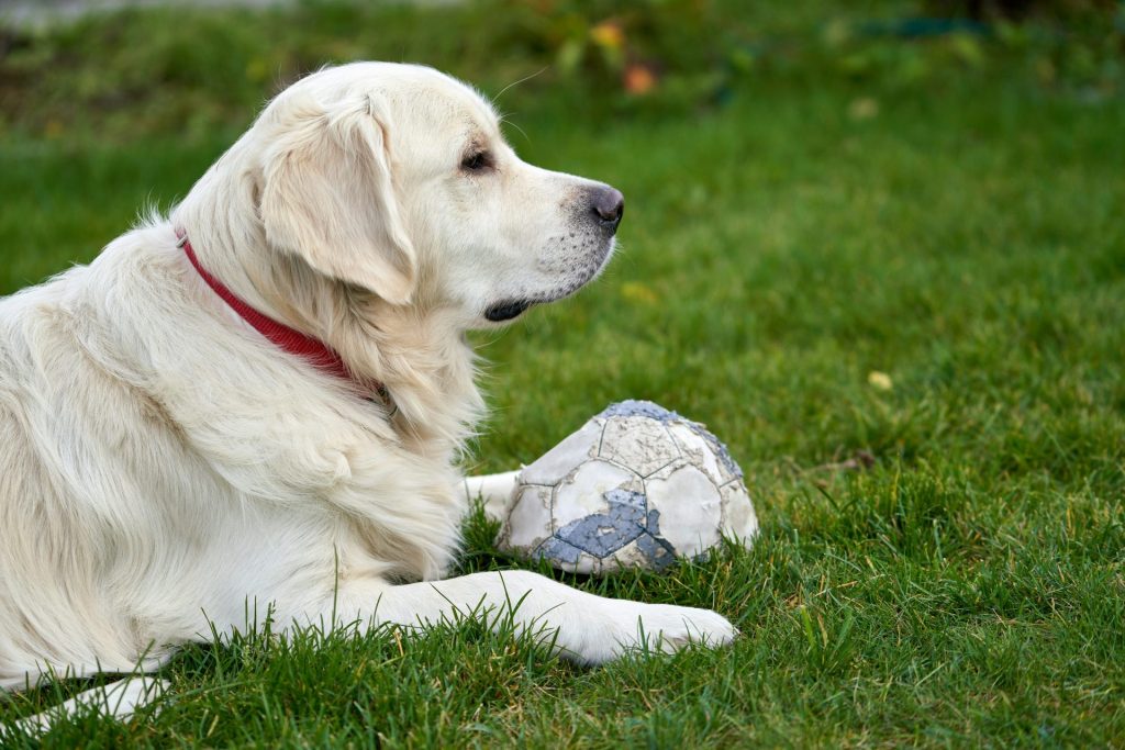 a dog lying on grass next to a football ball