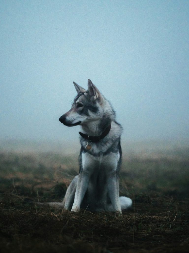 a dog sitting in a field