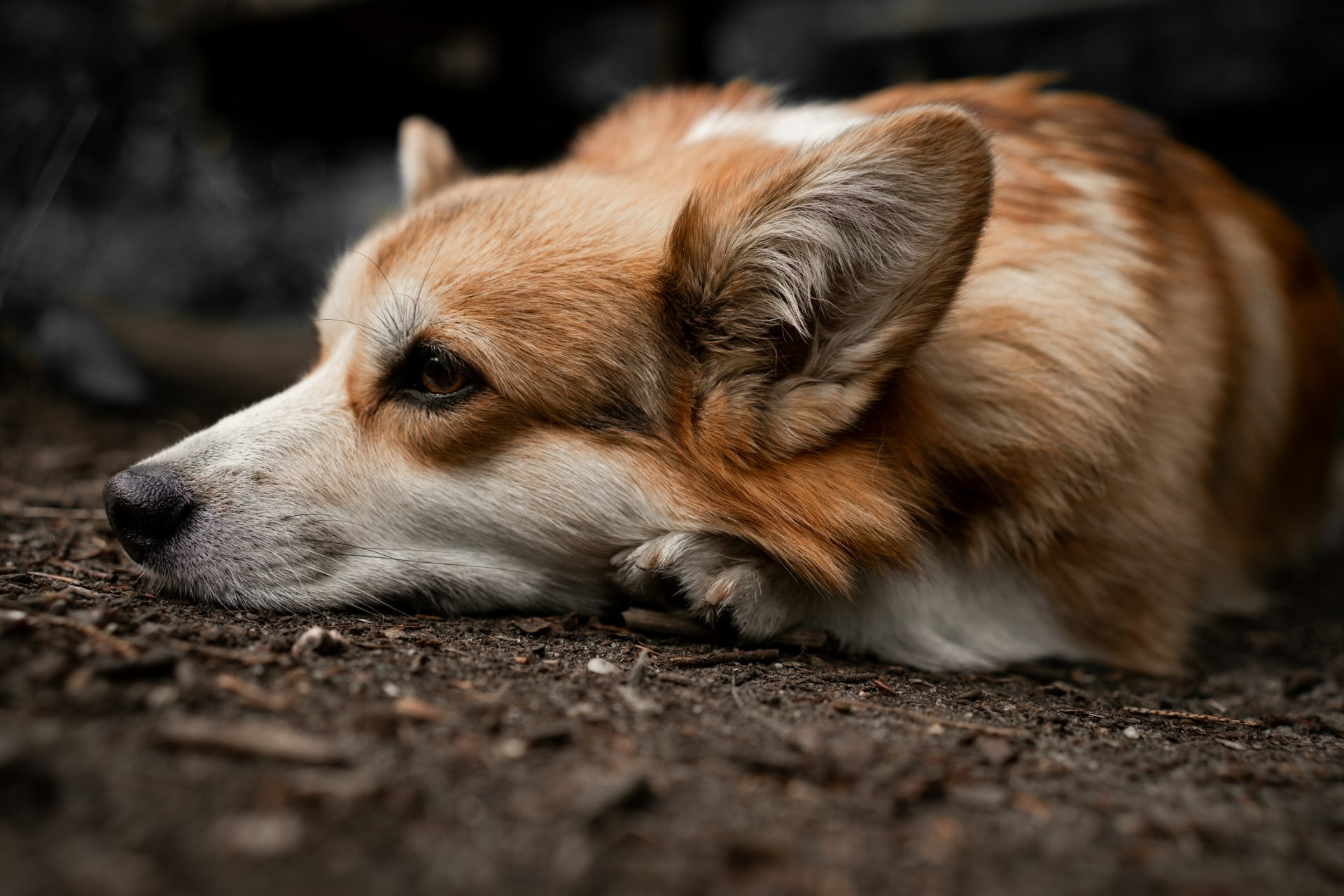 a brown and white dog laying on the ground