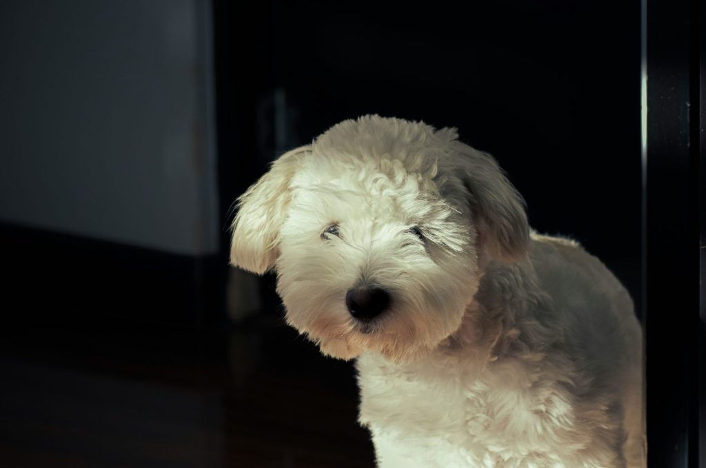 A fluffy white dog peeking out from darkness