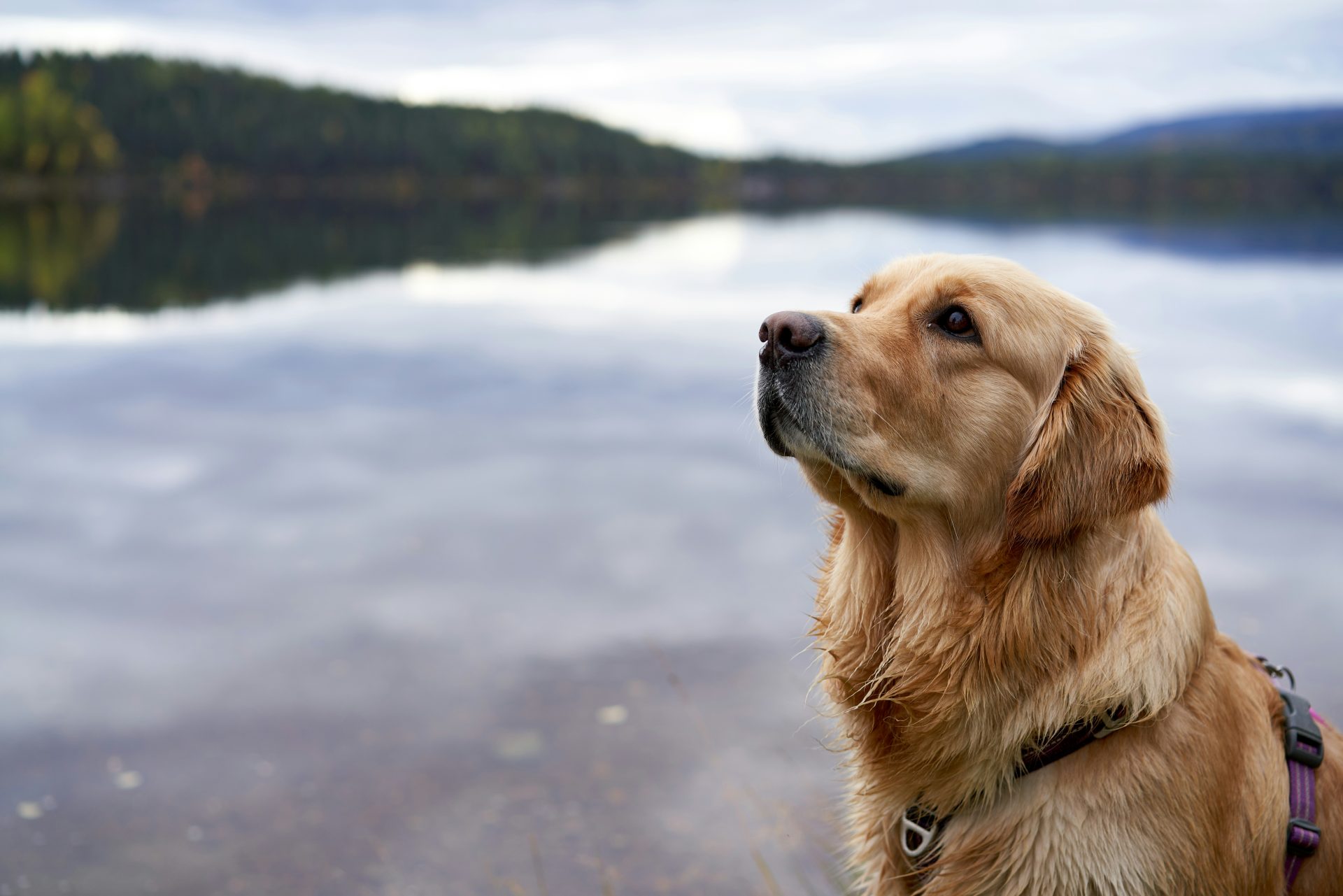 a dog looking at the camera