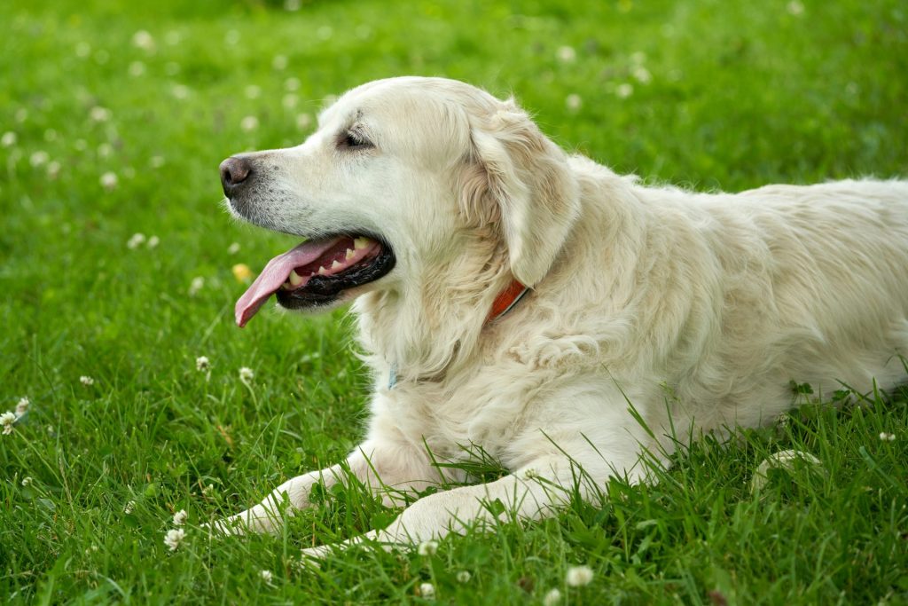 A golden retriever rests panting on the grass.